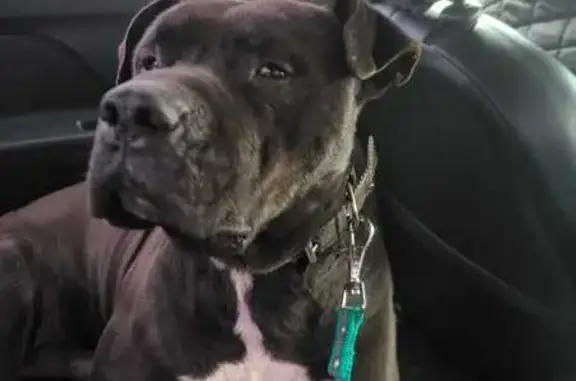 Найдена собака, Краснодар, фото: Найдена собака, улица Брюсова, 173, Краснодар - стаффорд, коричневый с белой грудью