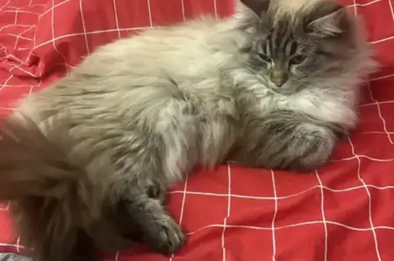 Пропала кошка, улица Стрельца, 155, Волгоград - photo