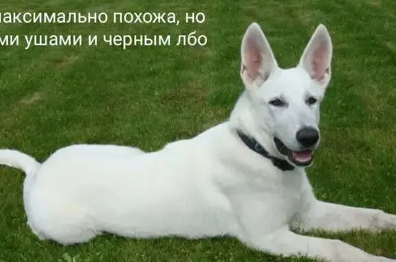Пропал собака, улица Жуковского, 94, Курск - гладкошёрстный, белый с чёрными ушами - photo