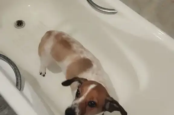 Объявления о пропавших и найденных животных, Якутск, фото: Найдена собака, улица Пояркова, Якутск - дружелюбная и ласковая