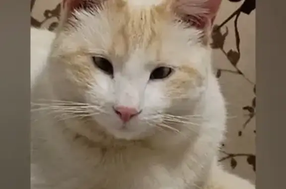 Объявления о пропавших и найденных животных, Камбарка, фото: Пропал кот, Песчаный переулок, 8, Камбарка - белый с персиковым оттенком