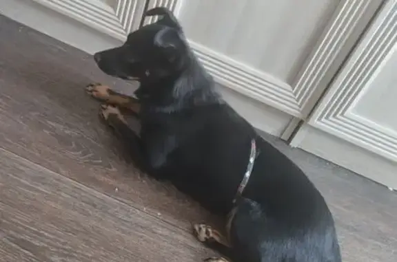 Найдена собака, Юрьев-Польский, фото: Найдена собака, женский пол, улица Шибанкова, Юрьев-Польский