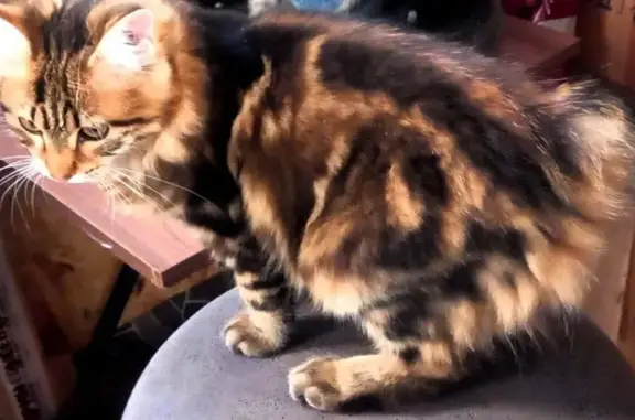 Пропала кошка, женский пол, Тулун, Иркутская область - курильский бобтейл без хвоста - photo