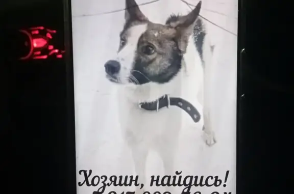 Найдена собака, Томск, фото: Найден собака, мужской, проспект Фрунзе, 98/2, Томск