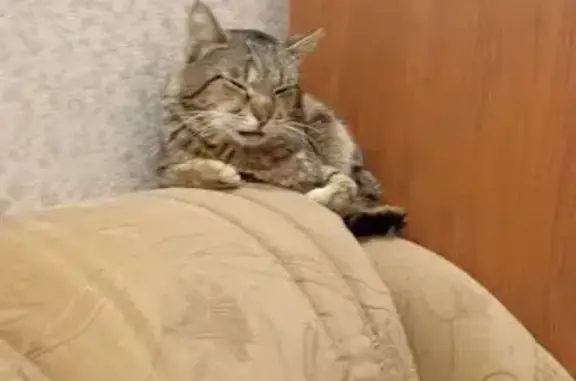 Найдена кошка, Кимры, фото: Найден кот, улица Кириллова, 24, Кимры - худенький, длинные лапы