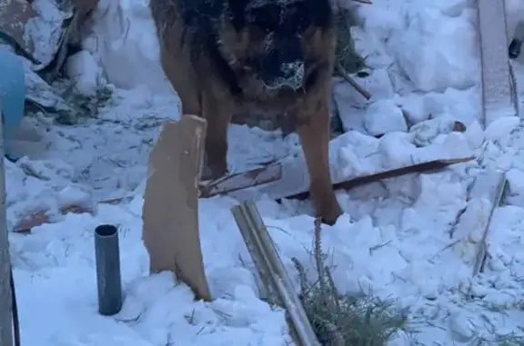 Пропал собака, Набережная, Челябинск - немецкая овчарка темно коричневая - photo
