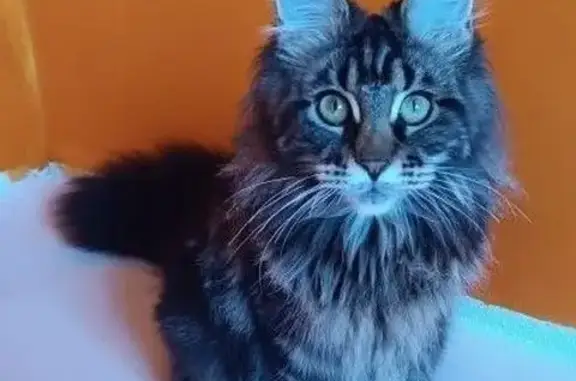 Пропала кошка, 2-я Тихвинская улица, 1, Астрахань - чёрно-серая, 9 месяцев - photo