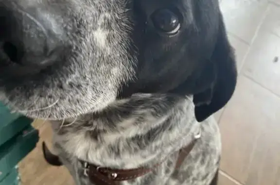 Найдена собака, Красный Яр, фото: Найден собака, Красный Яр, Самарская область - мальчик с коричневой кожаной шлейкой