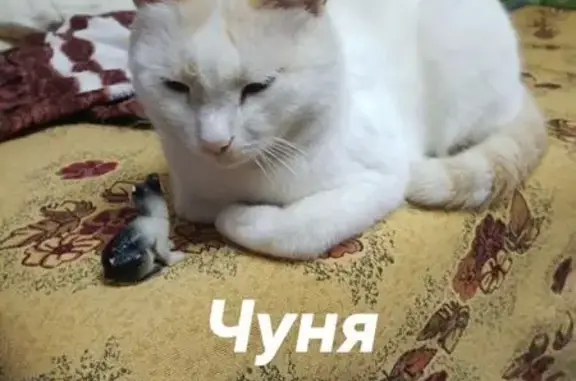 Пропал кот, Самолётная улица, 18, Оренбург - голубоглазый и ласковый - photo