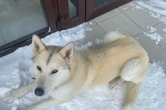 Найдена собака, Казань, фото: Найден собака, мужской, 2-я Аракчинская улица, 41, Казань - красивый молодой кобель