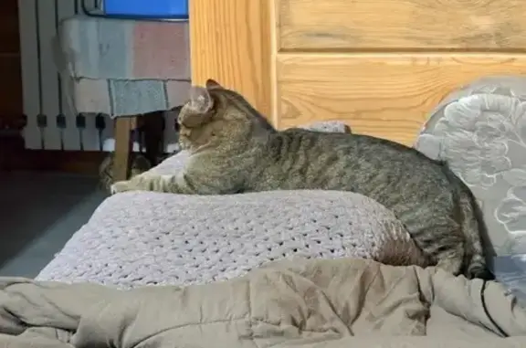 Потерянные животные Абакан, фото: Пропал кот, улица Розы Люксембург, 50, Абакан - поврежден край уха