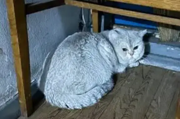 Найдена кошка, Воронеж, фото: Найдена кошка, улица Суворова, 116А, Воронеж - очень напугана