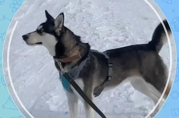 Пропала собака, г. Полевской — с. Мраморское, Косой Брод - женская, разные глазки - photo