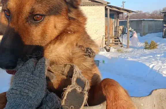 Пропал собака, мужской, Центральная улица, Белогорновское сельское поселение - снял ошейник и убежал - photo