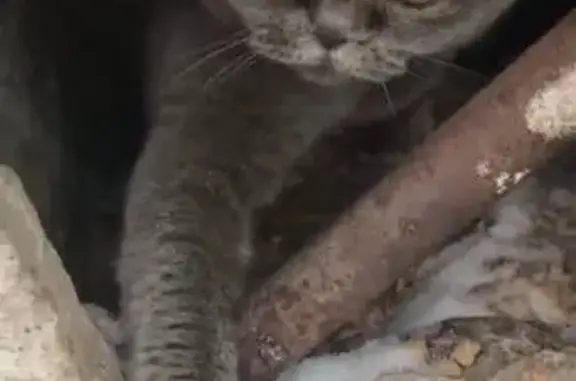 Пропала кошка, улица Газовиков, 26, Тюмень - серый шотландский котик - photo