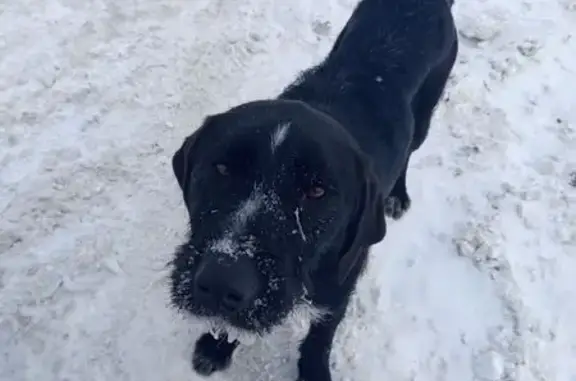 Найдена собака, Курган, фото: Найдена собака, мужской, Советская улица, 53/1, Курган - крупный кобель в ошейнике