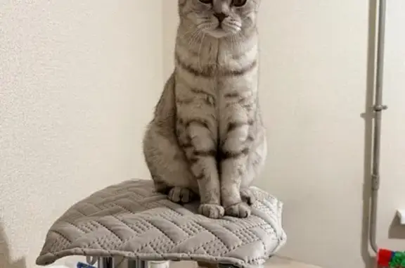 Пропал кот, Нойбранденбургская улица, 6 к3, Петрозаводск - серый с полосками и пятнышками - photo