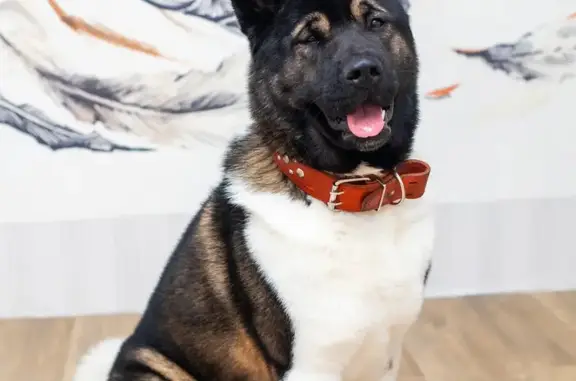 Собаки потеряшки, Красноярск, фото: Потеряшка собака, Красноярск, Красноярский край - крупный американский акита