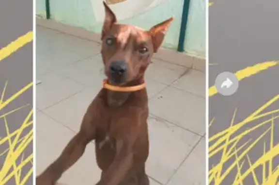 Объявления о пропавших и найденных животных, Абрау-Дюрсо, фото: Пропала собака, Промышленная улица, Абрау-Дюрсо