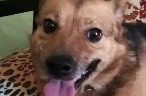 Пропала собака, женский пол, улица Дзержинского, 132, Таганрог - рыженькая и пугливая - photo