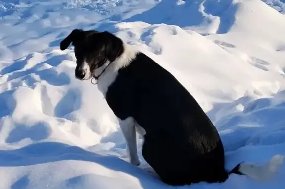 Объявления о пропавших и найденных животных, Вологда, фото: Найден собака, улица Добролюбова, 53К2, Вологда - чёрно-белый