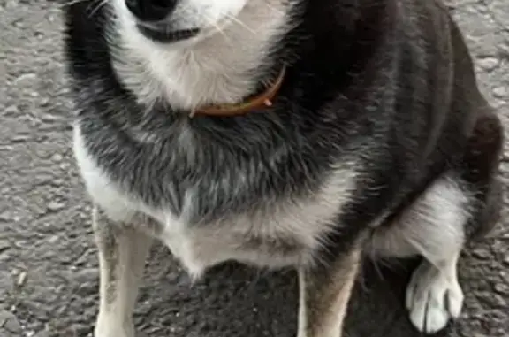 Пропала собака, женский пол, Советская улица, 53, Комсомолец - photo