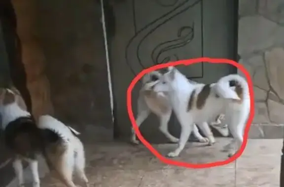 Объявления о пропавших и найденных животных, Тара, фото: Пропала собака, 1-я Рабочая улица, Тара - белая с рыжими пятнами