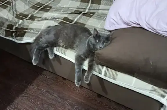 Пропал кот, улица Мира, 33, Самара - большой серо-голубой Небелунг - photo