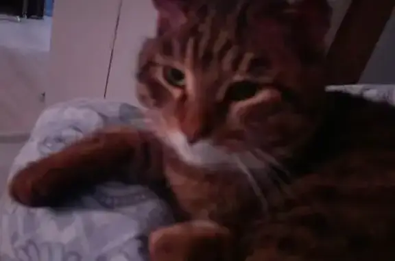 Пропал кот, улица Чертенкова, 58, Улан-Удэ - серо-бурый с белой полосой на животе - photo