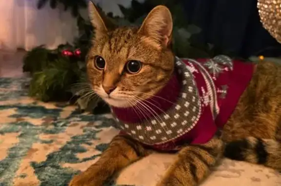 Пропала кошка, 76, Голицыно - кастрирован, может поджимать лапку - photo