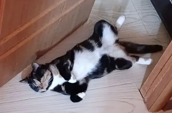 Кошки потеряшки, Руза, фото: Потеряшка кошка, Демократический переулок, 13, Руза - черепаховый окрас