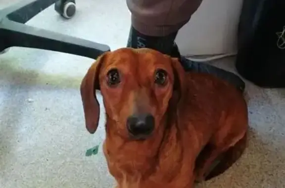 Найдена собака, Оренбург, фото: Найдена собака, Беляевская улица, 45, Оренбург - такса