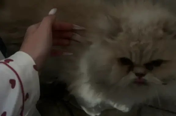 Найденные животные Ростов-на-Дону, фото: Найдена кошка, Водоотводный переулок, 25, Ростов-на-Дону - ласковая, но запуганная