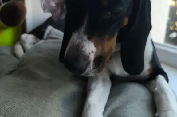 Пропала собака, улица Пушкина, 34А, Казань - photo