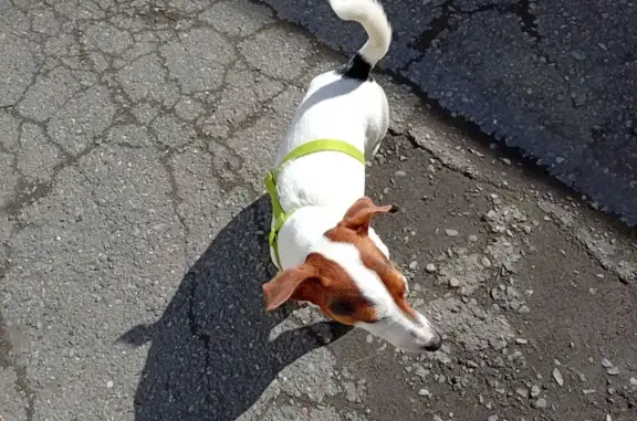 Найденные животные Владикавказ, фото: Найден собака, Владикавказ, Северная Осетия — Алания - мальчик, жил в квартире