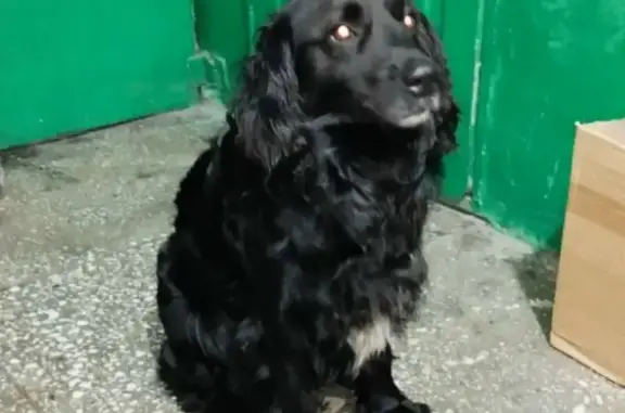 Найдена собака, Новокузнецк, фото: Найден собака, мужской, Томский проезд, 1, Новокузнецк - ухоженный с белой отметиной на груди