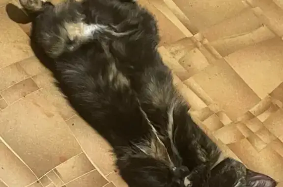 Пропала кошка, улица Металлургов, городской округ Орёл - чёрная в крапинку - photo