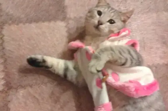 Пропал кот, улица Дундича, Копейск - светло-серый с персиковым отливом - photo