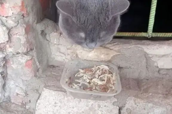 Найденные животные Сосенский, фото: Найдена кошка, улица Машиностроителей, 1, Сосенский