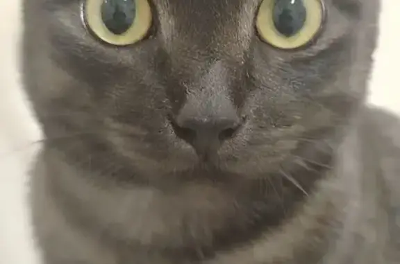 Пропал кот, Угловая улица, Улан-Удэ - серый в полоску, жёлтые глаза - photo