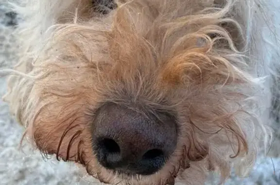 Найдена собака, Ульяновск, фото: Найдена собака, Ульяновский проспект, 14, Ульяновск - белый кудрявый пудель