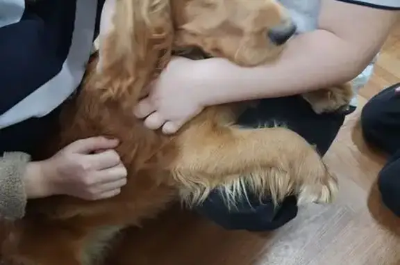 Объявления о пропавших и найденных животных, Кисловодск, фото: Найдена собака, улица Кольцова, Кисловодск - рыженький кокер-спаниель