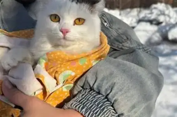 Объявления о пропавших и найденных животных, Москва, фото: Найдена кошка, Белореченская улица, 30 к1, Москва - домашняя, добрая девочка