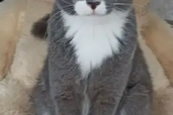 Пропала кошка, Ангарск, Иркутская область - серая с белыми носочками и медовыми глазами - photo