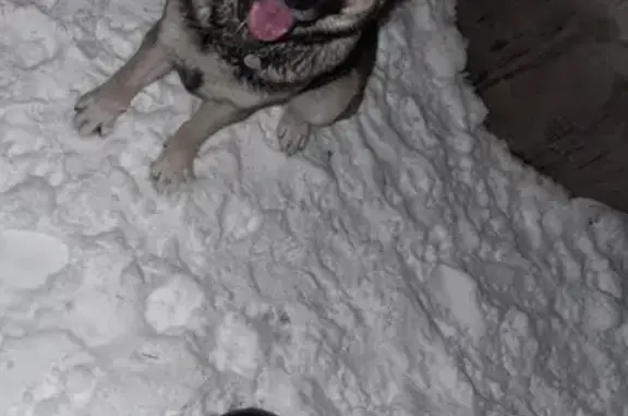Пропал собака, Трудовая улица, 18, Новомосковск - коричнево-серый окрас - photo
