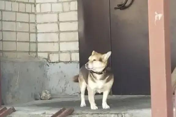 Объявления о пропавших и найденных животных, Вологда, фото: Найдена собака, Судоремонтная улица, 42А, Вологда - сидит у подъезда