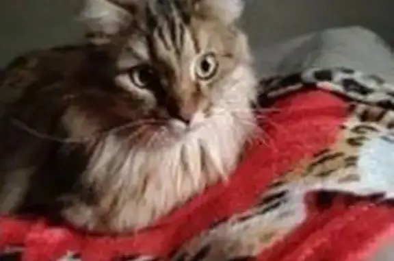 Пропал кот, Ногинское шоссе, 18, Электросталь - впервые на улице, может бояться - photo