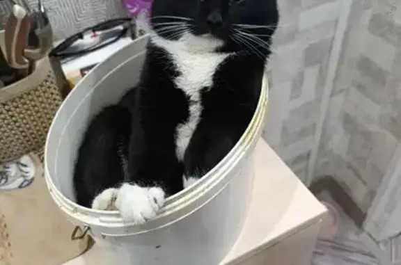 Пропал кот, улица Овчаренко, 3, Белорецк - photo