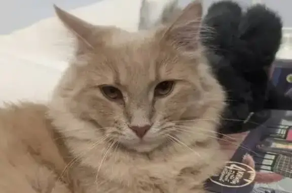 Пропал кот, Зеленогорская улица, 16 литБ, Санкт-Петербург - пушистый, пепельно-рыжий окрас - photo