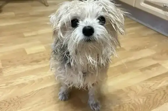 Найдена собака, Владивосток, фото: Найдена собака, улица Чапаева, 24, Владивосток - похожа на Йорка